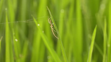 Spinnennetz---Jagd