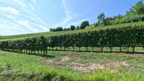 lush vineyard under a bright blue sky