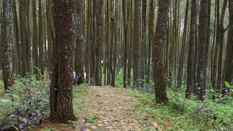 Alguien-Caminando-En-El-Bosque