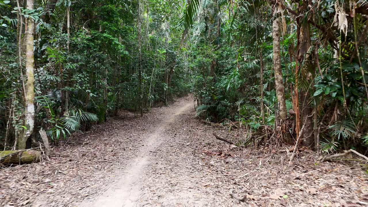 Handheld camera moves along winding rainforest path, lush greenery, natural daylight, tranquil atmosphere