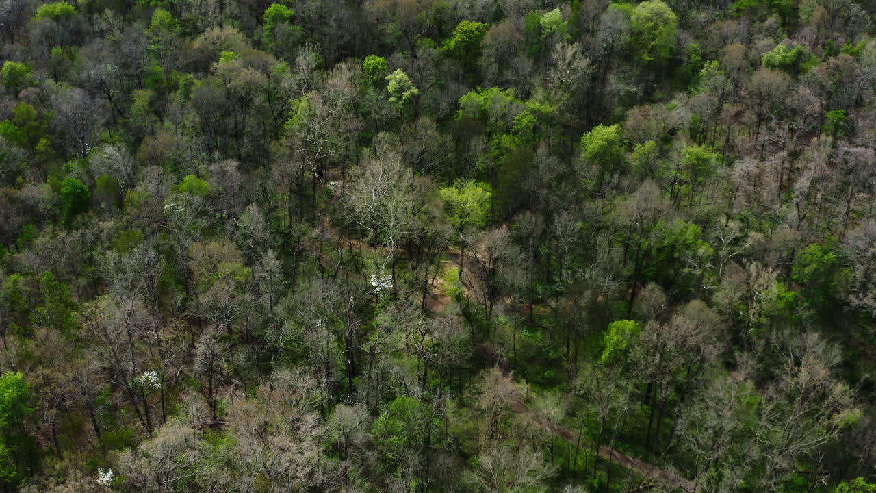 volar sobre copas de árboles densos en el bosque cerca del campo