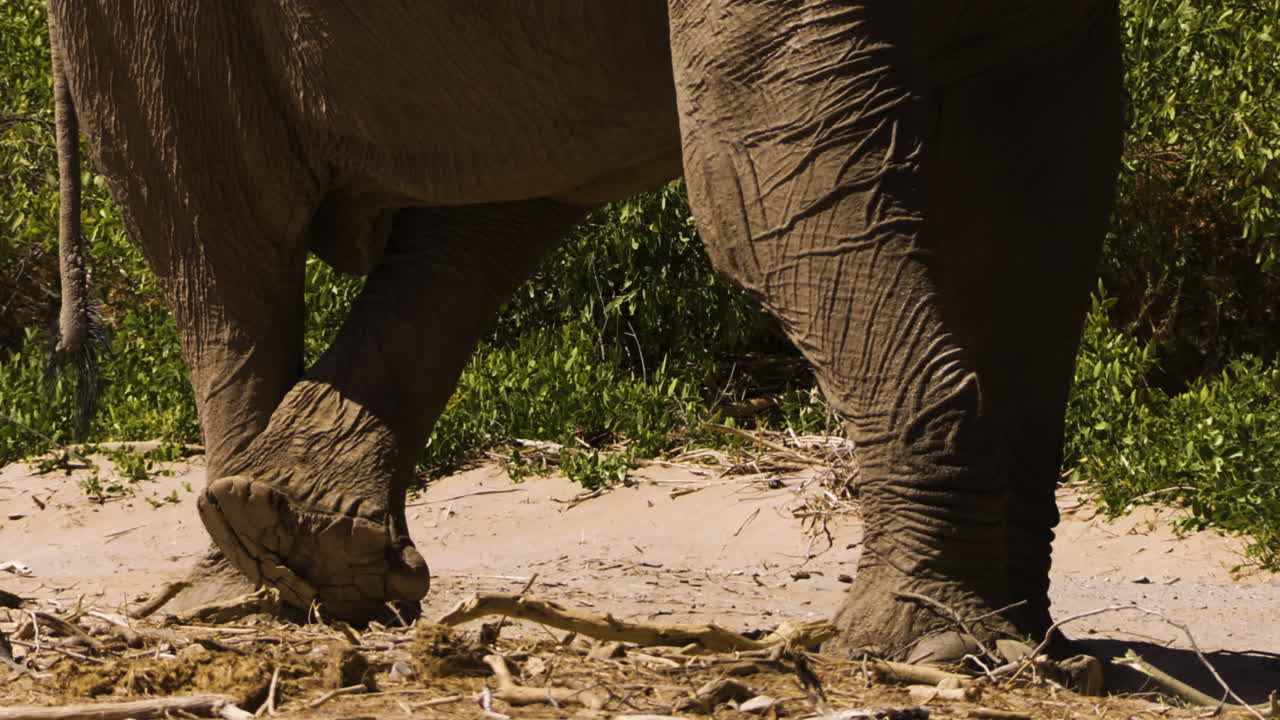 Close-up of the unusually large feet of a desert elephant. The mighty bull stands motionless in the sand, his hind legs crossed