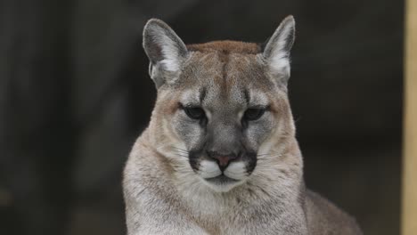cougar portrait