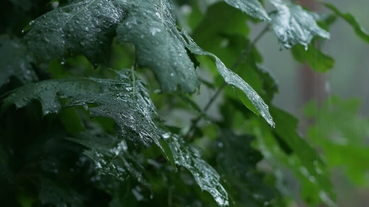 Heavy rain falling on leaves of oak tree