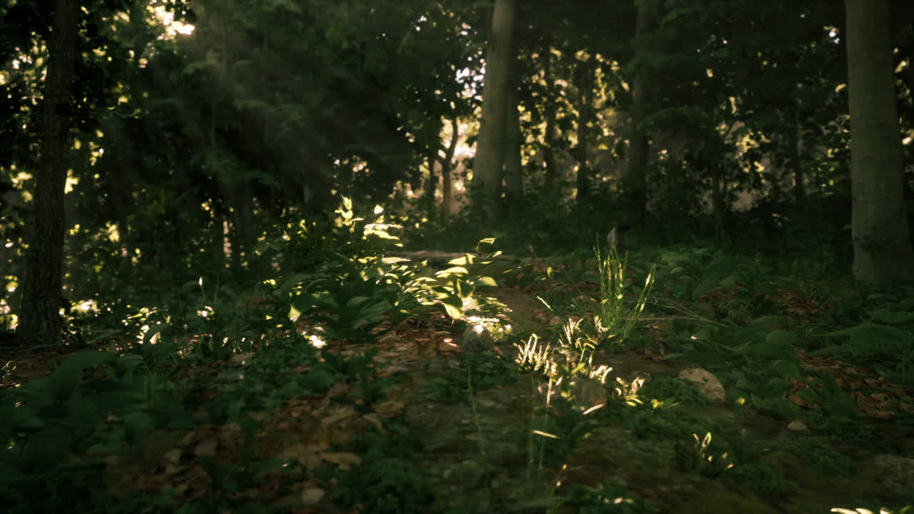 La luce del sole filtra attraverso una fitta foresta
