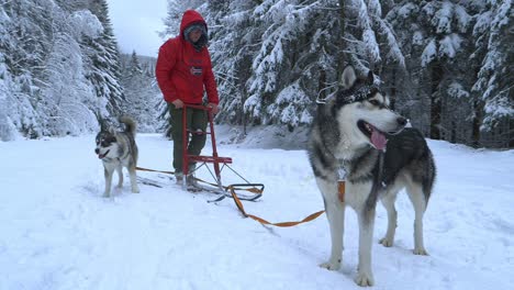 husky dogs and man standing on a sled, on a cold, overcast, winter day - slow motion shot