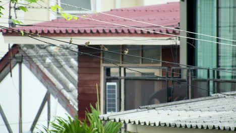 some scaly-breasted munias are perching on an electric wire with a residential area in the background, in bangkok, thailand