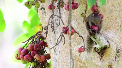 pallas's squirrel or the red-bellied tree squirrel found eating a fruit on a branch of a fruiting tree, callosciurus erythraeus