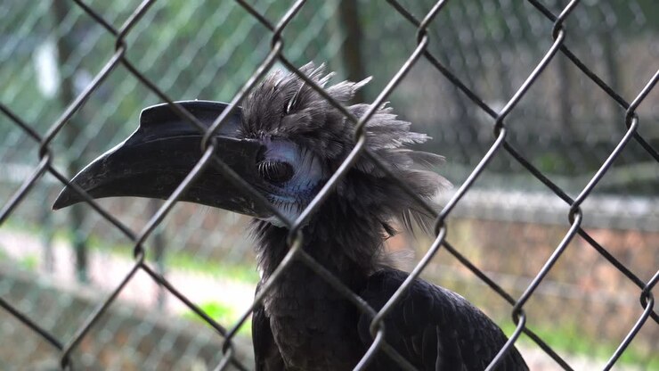 A hornbill bird birds is seek to escape