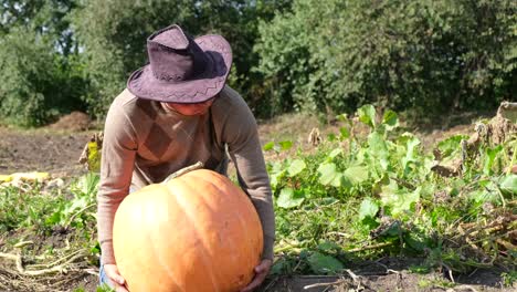 man holding a big pumpkin on vegetable garden man holding a big pumpkin on vegetable gardenautumnal scene ecological concept healthy fresh food