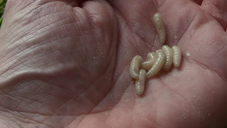 crawling maggots fall into an open hand, close up