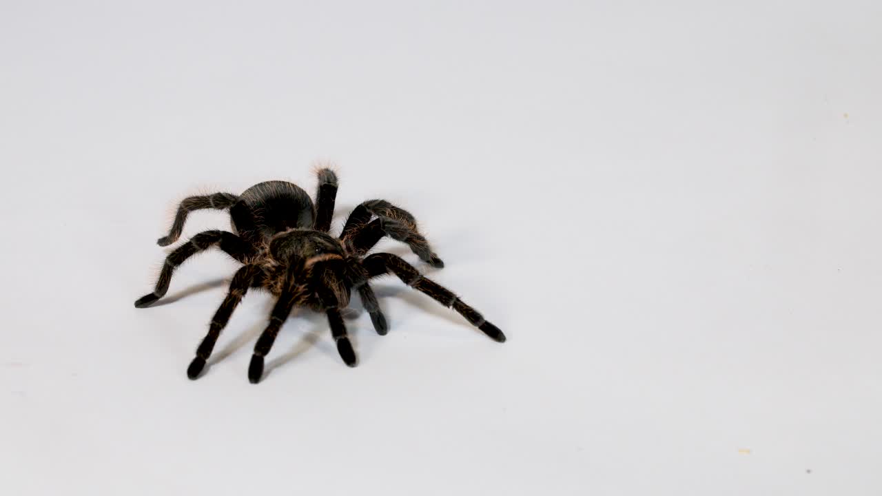 Tarantola pelosa che cammina lentamente su uno sfondo bianco pulito da studio sotto una luce uniforme e soffusa
