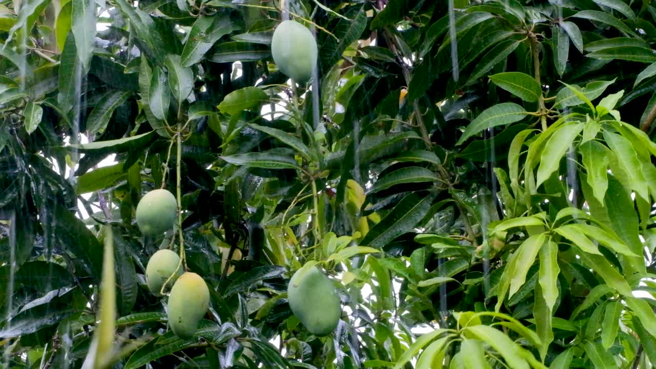 cierre de mangos verdes grandes y saludables colgando de un árbol maduro durante una tormenta de lluvia en una isla tropical en el sudeste asiático