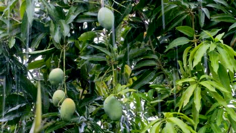 Closeup of healthy large green mangoes hanging from a mature tree during a rain storm on a tropical island in Southeast Asia
