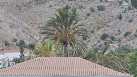 palm tree behind a house greek island