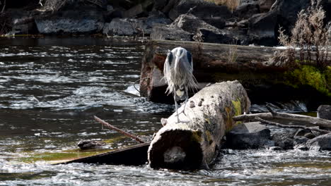 great blue heron on a log in a river