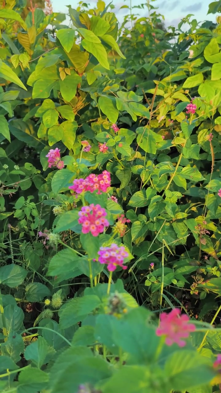 Pink Lantana Flowers Blooming in a Lush Green Garden