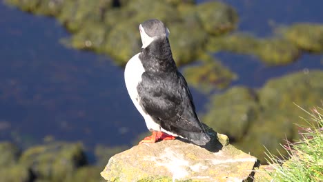 Schöne-Nahaufnahme-Eines-Süßen-Papageientauchers,-Der-An-Der-Küste-Islands-In-Der-Nähe-Von-Latrabjarg-Posiert-3