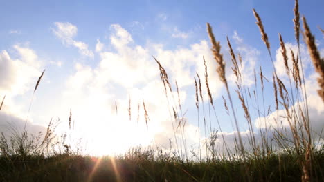 Grass-and-sky