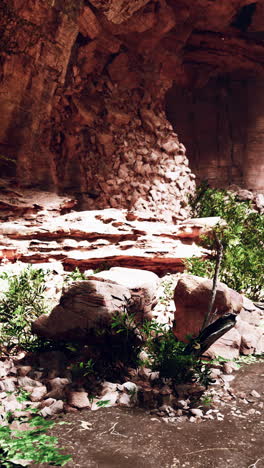 pequeño árbol que crece en las rocas