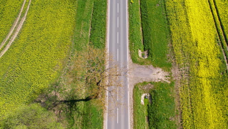 aerial over country road between oilseed rape fields, red car drives through
