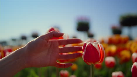 mano de mujer tocando tulipán rojo. dedos femeninos acariciando flor en el jardín.