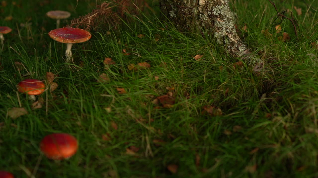 Red toadstool mushrooms in grass in autumn