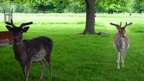 static medium shot of two brown deer standing still in a park, a third one pees in background