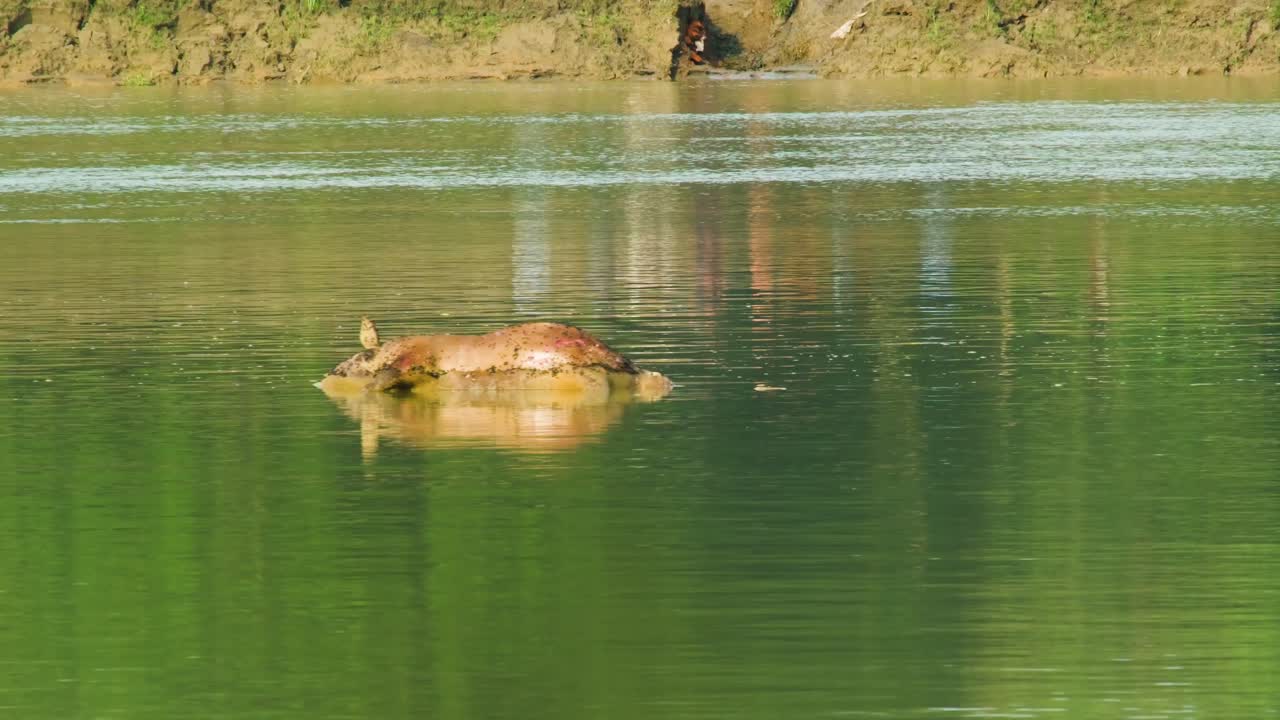 En død, oppustet ko flyder på overfladen af en flod i Bangladesh. Det omkringliggende miljø er fredfyldt, med roligt vand og grønt.