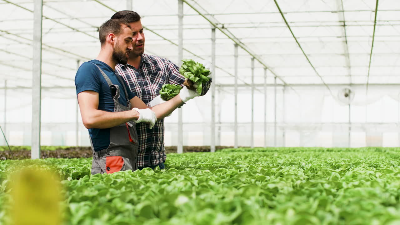 Hydroponic Lettuce Farming in Greenhouse