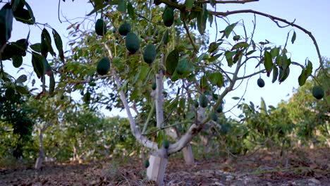 organic plantation with avocado fruits, israel