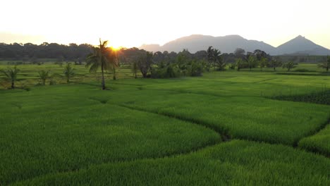 predestine rice fields in sri lanka during sunrise