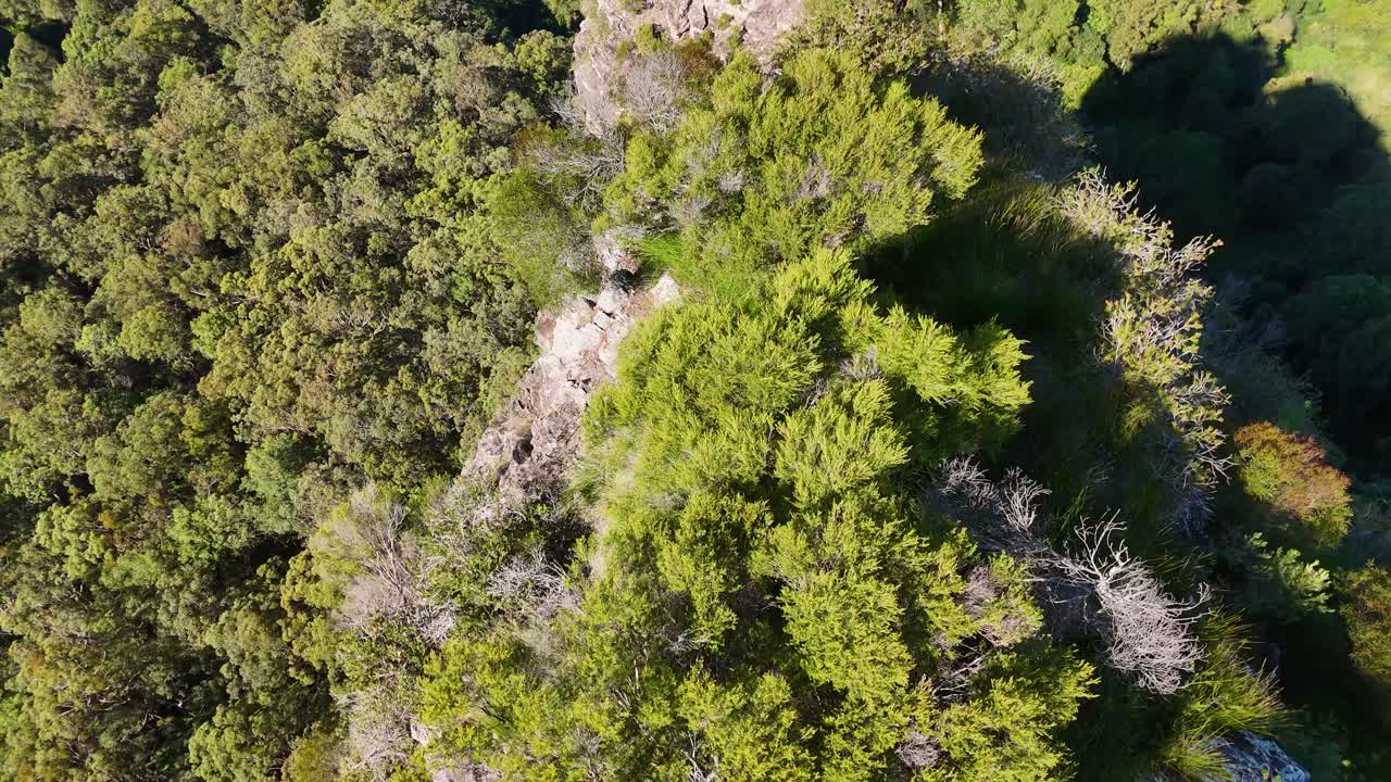 Drone footage captures dense eucalyptus forest and rocky monoliths under bright sunlight, showcasing natural formations and greenery
