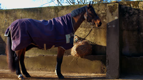 Un-Lindo-Caballo-Con-Una-Cubierta-Está-Parado-Cerca-De-Una-Pared