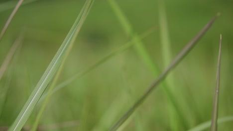 Ein-Mehrjähriges-Gras,-Das-Im-Tropischen-Und-Subtropischen-Asien-Beheimatet-Ist-Und-Auch-In-Mehrere-Länder-Eingeführt-Wurde