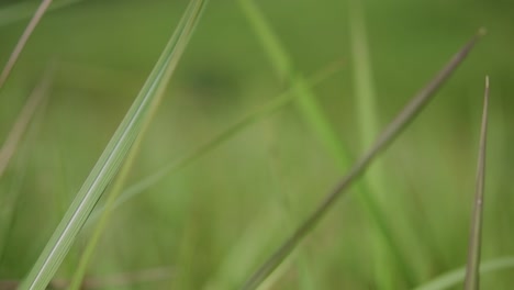 una hierba perenne originaria de asia tropical y subtropical y también introducida en varios países