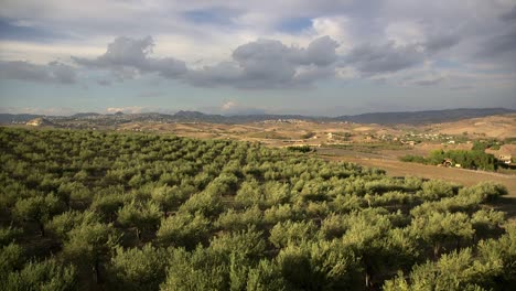 Olivenhain-In-Sizilien