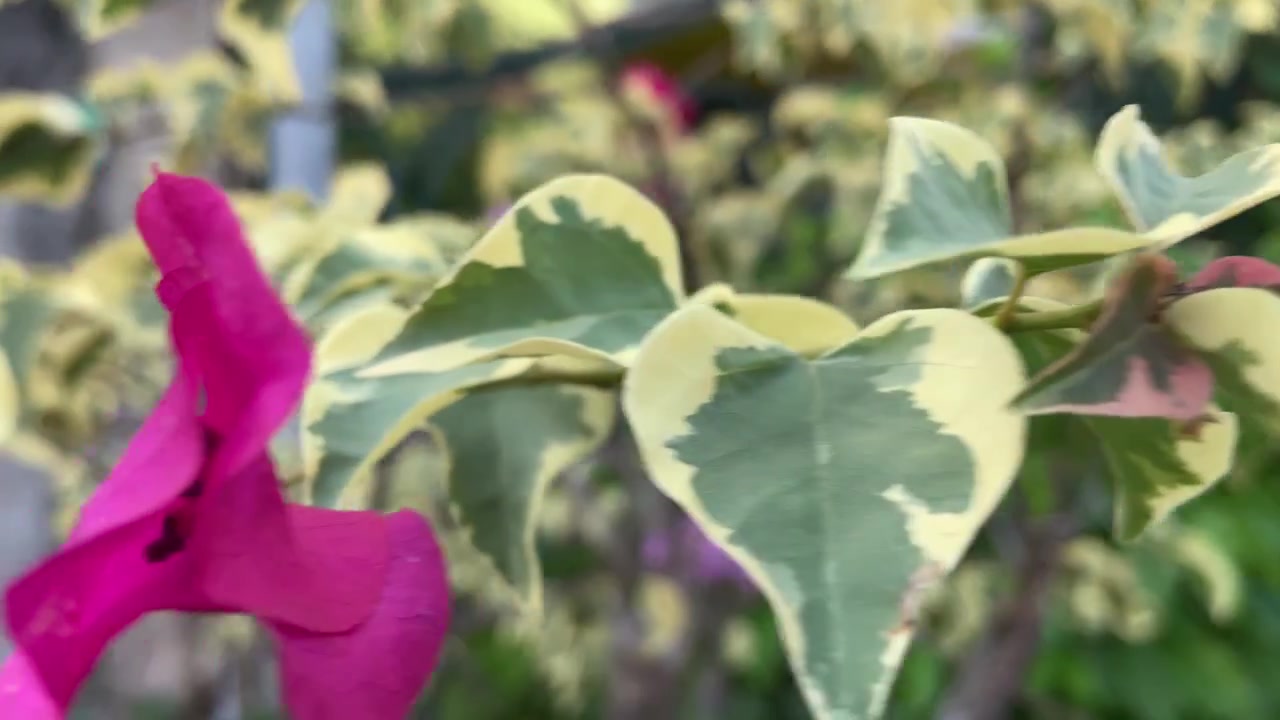Lähikuva kirjavista Bougainvillea-lehdistä ja vaaleanpunaisista kukista