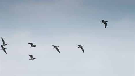 migración de los gansos silvestres