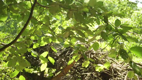 Light-green-leaves-in-dense-forest,-rotating-close-up