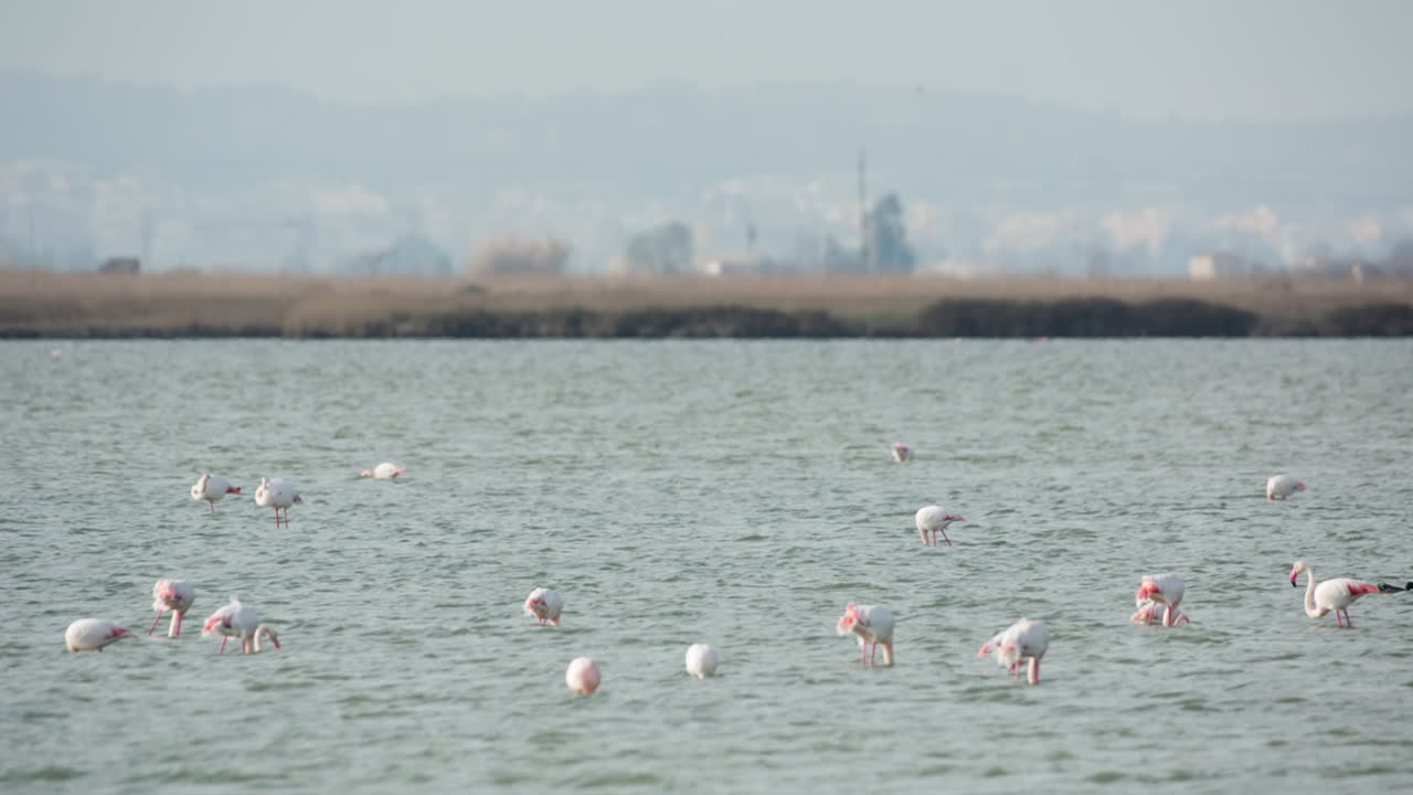 델타 플라밍고 10