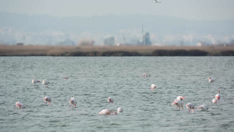 flamencos delta 10