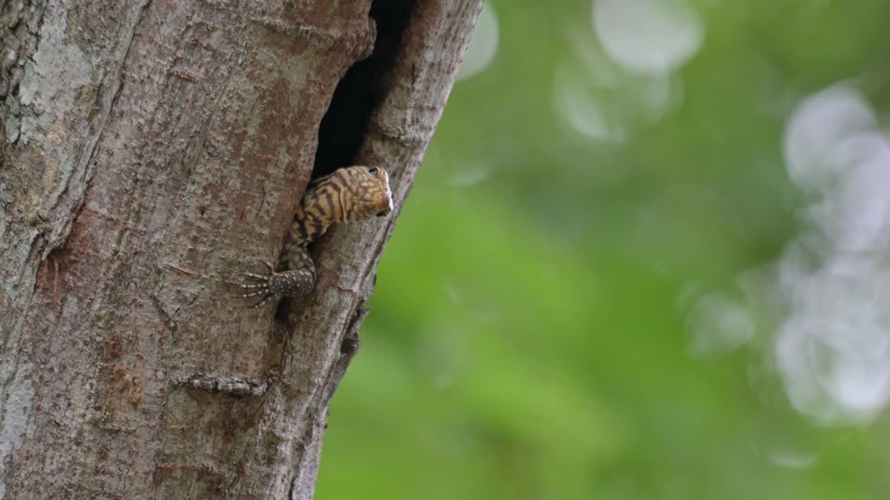 왼쪽 앞다리 를 가지고 몸 의 거의 절반 을 밖 으로 내밀고 눈 을 닫고 머리 를 움직여 앞 을 바라보는, 구름 이 가득 찬 모니터 도마 ⁇  varanus nebulosus, 태국