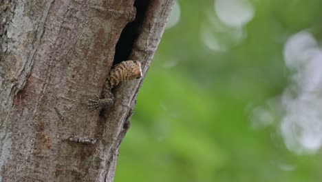 almost half of its body out with its left front leg as it closes its eyes and moves its head to look forward, clouded monitor lizard varanus nebulosus, thailand