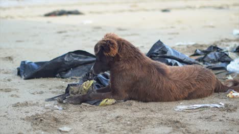 perro marrón jugando con bolsas de plástico negras en la playa de mahim vista de cerca en mumbai