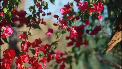 bougainvillea flowers