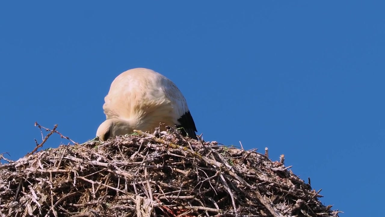 White stork bird on nest Spain in early spring
