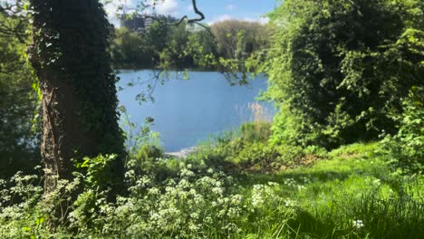 Serene Lake View in a Lush Green Park