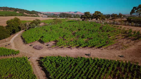 Un-Hermoso-Dron-Disparó-Al-Atardecer-De-Un-Exuberante-Viñedo-Verde-En-La-Región-Vinícola-De-Napa,-California