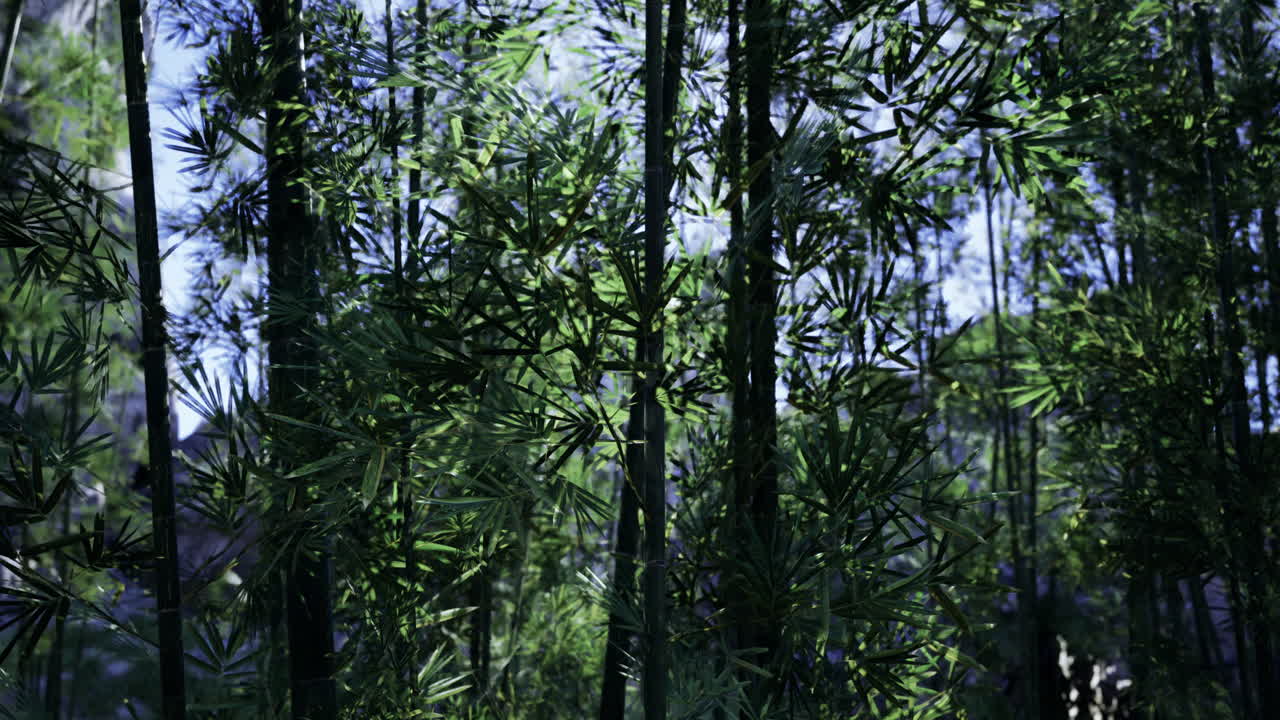 Rigogliosa foresta di bambù con fogliame verde vibrante sotto la piena luce del giorno.